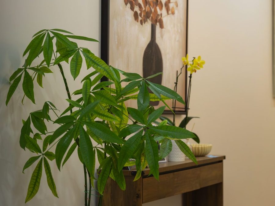 Reception area at Healastic inside Aesthé Medical Aesthetics in Manotick